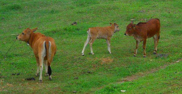 Cows in Hainan, China photo