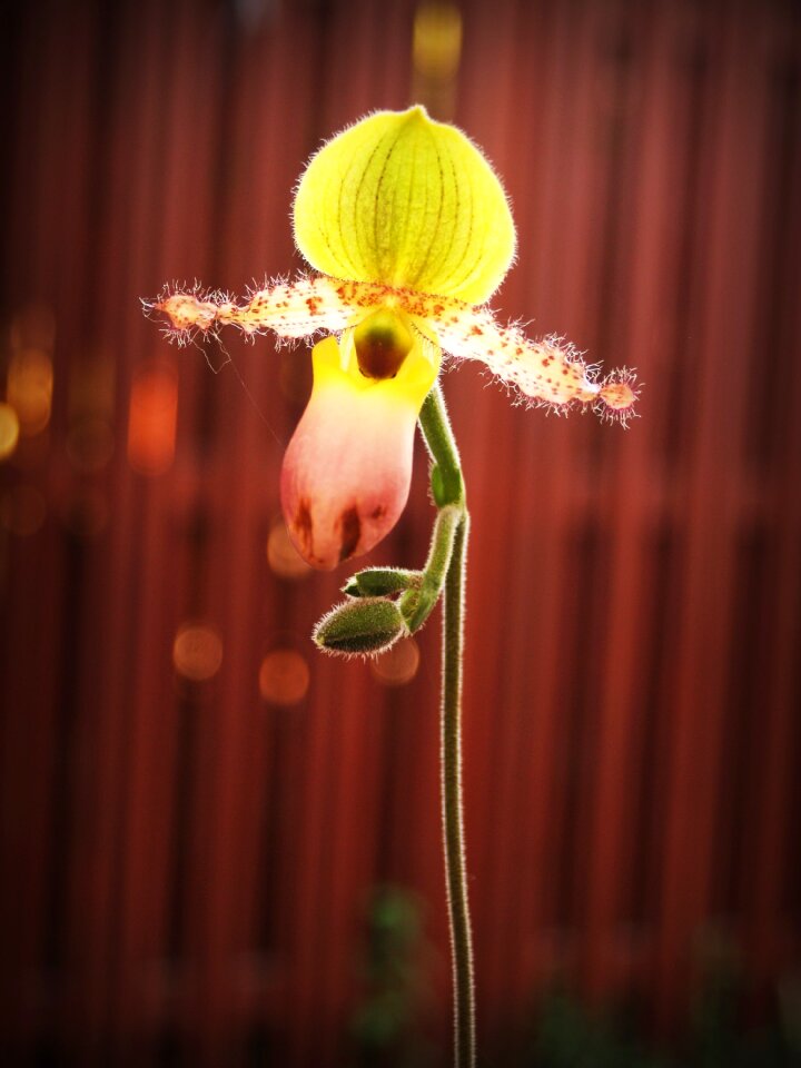 White green yellow