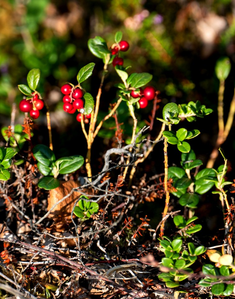 Cowberries at Rejdemyr lake in Kolleröd