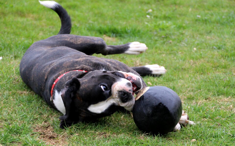 Black and white lying sideways ball