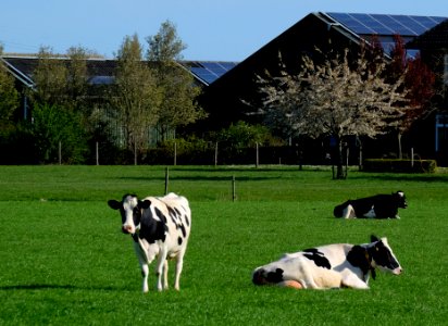 Cow farm in Bemmel, Lingewaard photo