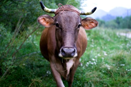 Cow (165814207)