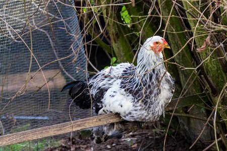 Agriculture bill poultry