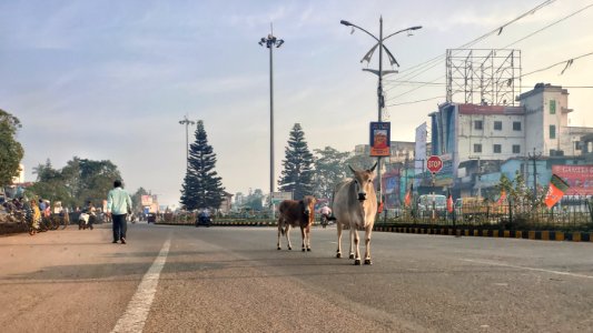Cow on the road 2