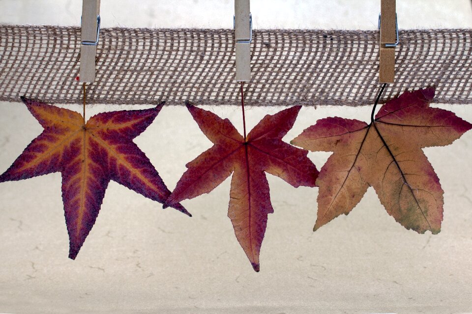 Clothespins fall leaves amber tree