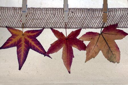 Clothespins fall leaves amber tree