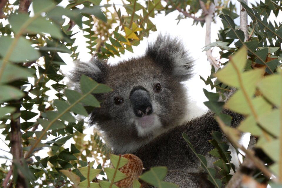 Animal marsupial cute