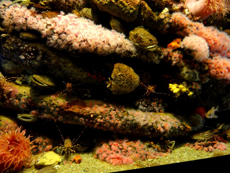 Crevice dwellers - MBA - DSC06975