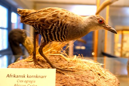Crex egregia - Swedish Museum of Natural History - Stockholm, Sweden - DSC00634