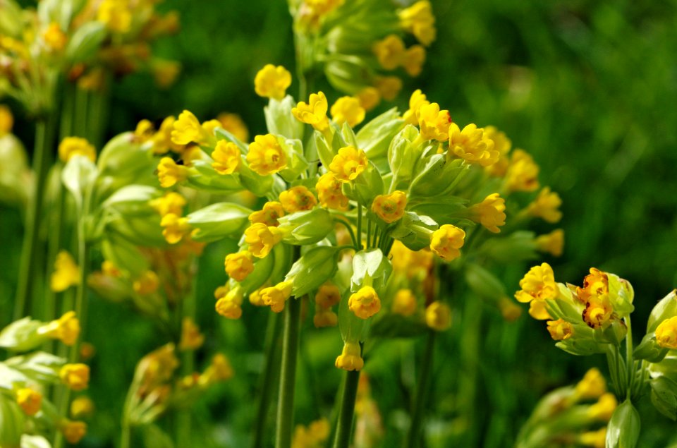 Cowslip-Verulamium-Park-20060506-001