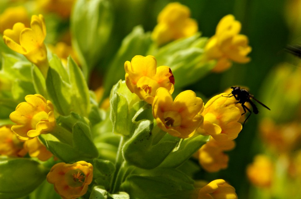 Cowslip-Verulamium-Park-20060506-003