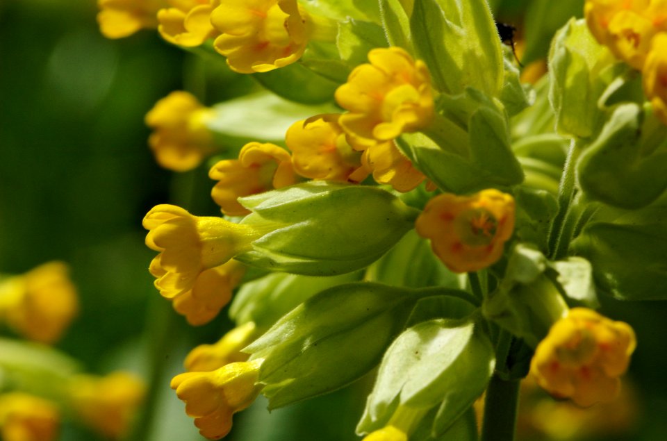 Cowslip-Verulamium-Park-20060506-004