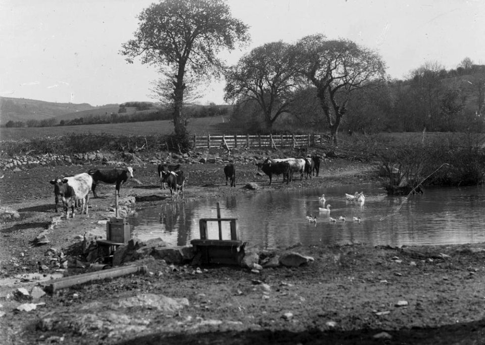 Cows at the periphery of a pond with geese and ducks swimming (1293512)