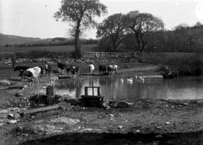 Cows at periphery of a pond with geese and ducks swimming (1293891)