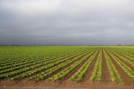 Crops in Salinas Valley, Aug 2019 photo