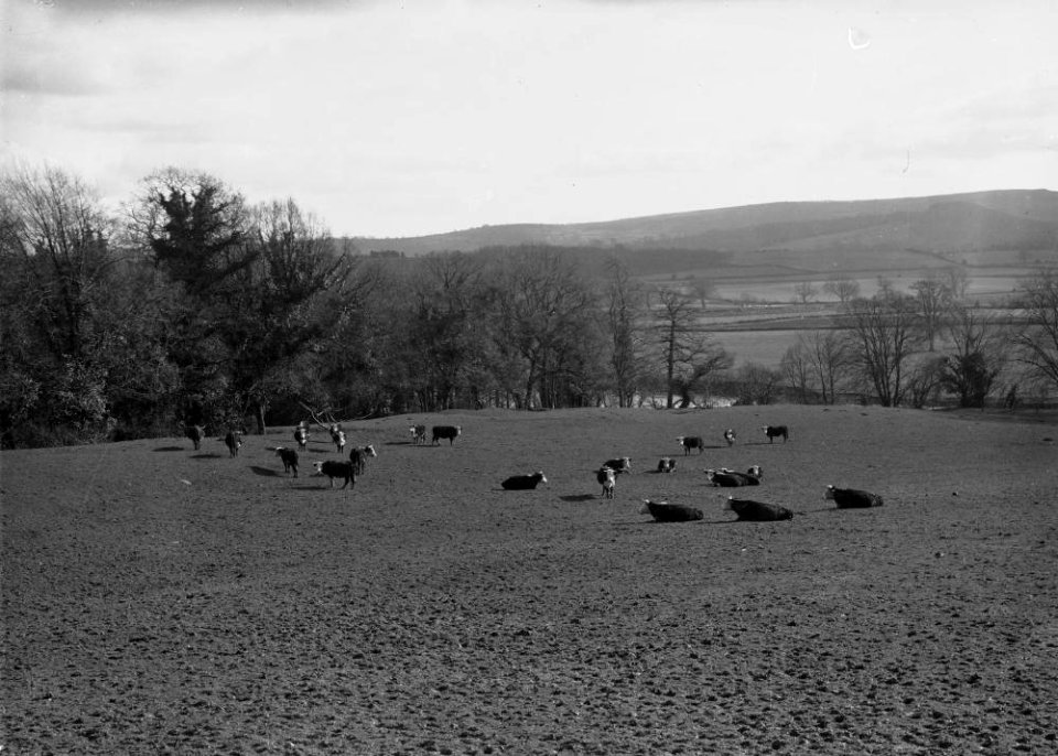 Cows in a field (1294199)