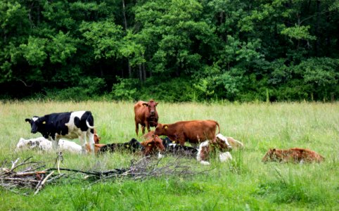Cows in Gullmarsskogen 1