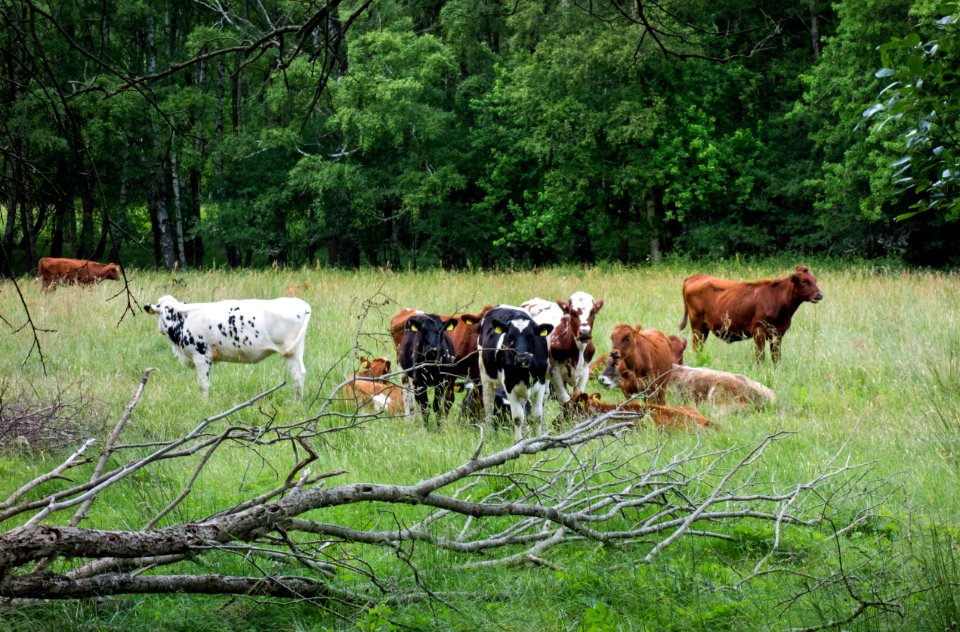 Cows in Gullmarsskogen 2