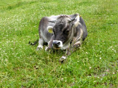 Cow-2017-06-23 photo