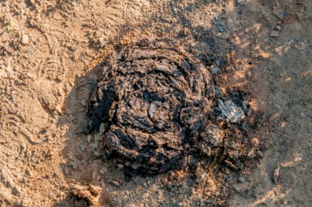 Cow dung 34