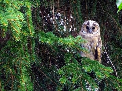 Tawny owl raptor bird portrait photo