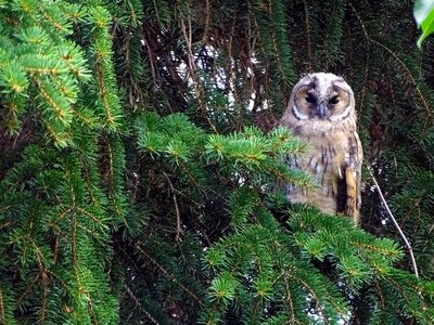 Tawny owl raptor bird portrait