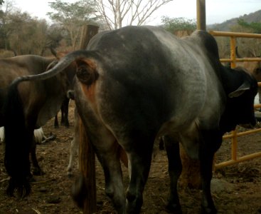 Cow Manure01