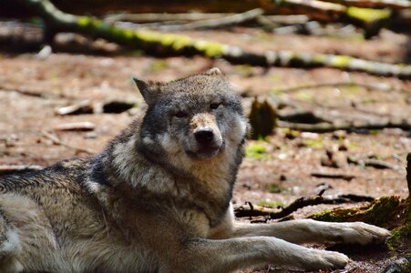 Relaxed animal wild animal