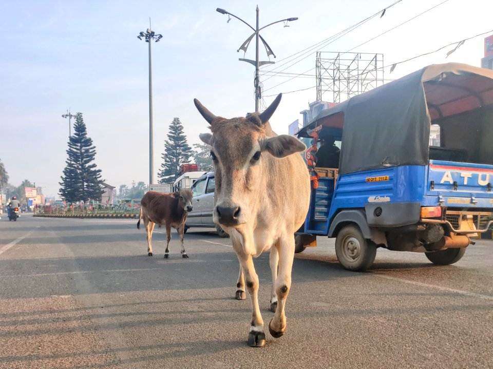 Cow on the road 