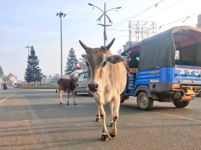 Cow on the road 