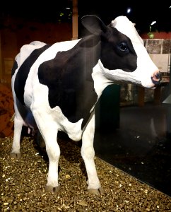 Cow on field of machine parts - Wisconsin Historical Museum - DSC03264