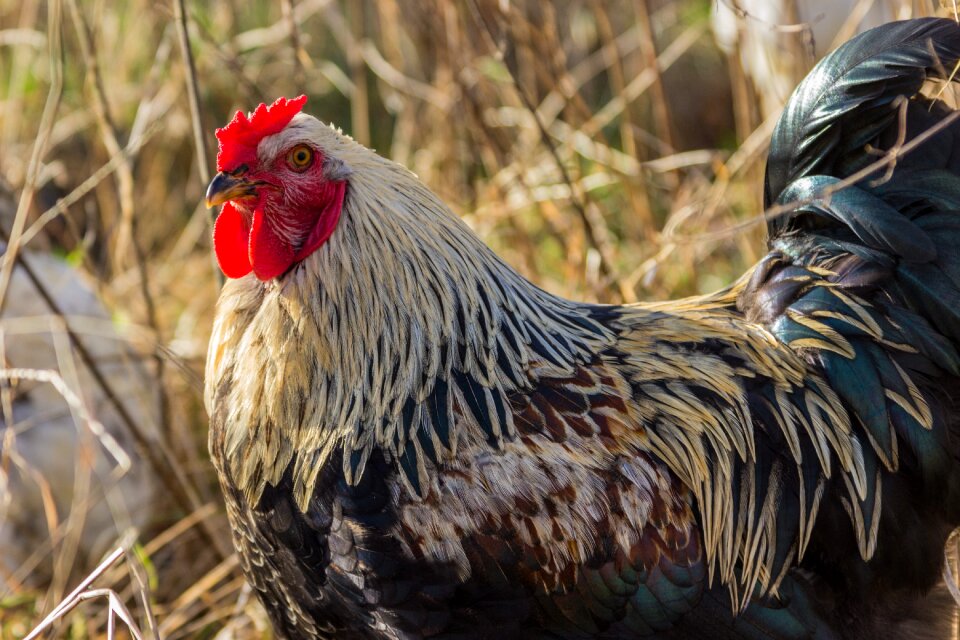 Bird agriculture bill