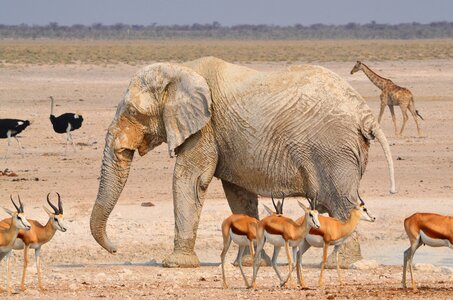 National park namibia animal world photo