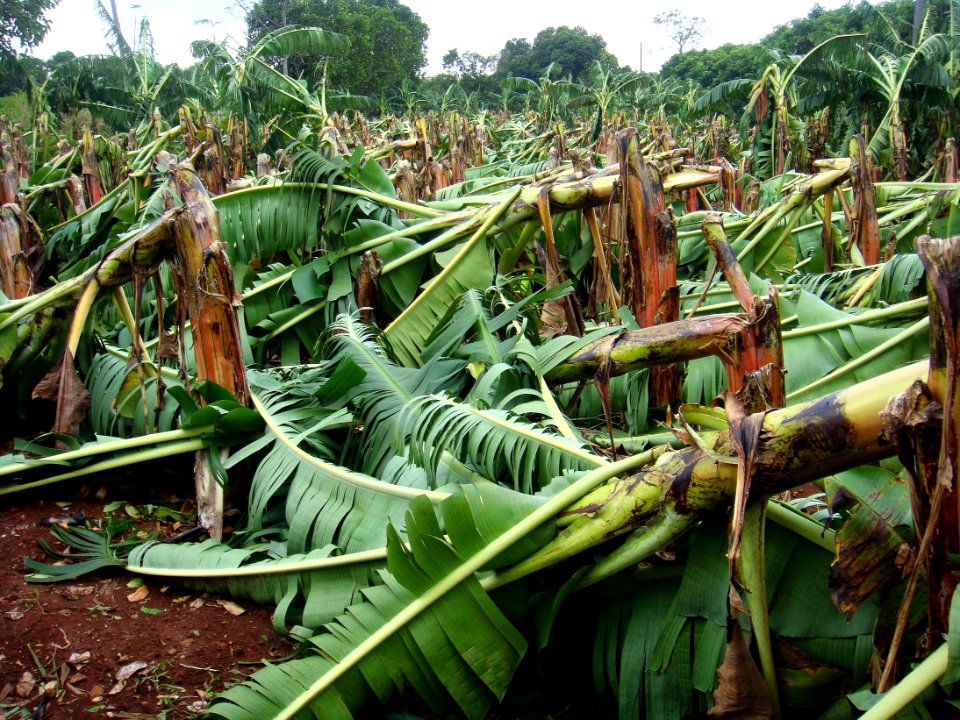 Crop damage in Hainan from Typhoon Sarika