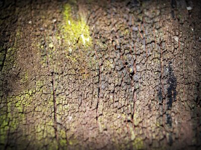 Pine background abstract
