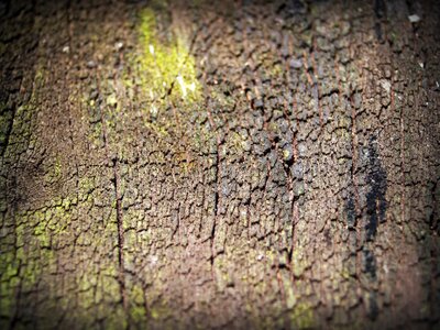 Pine background abstract photo