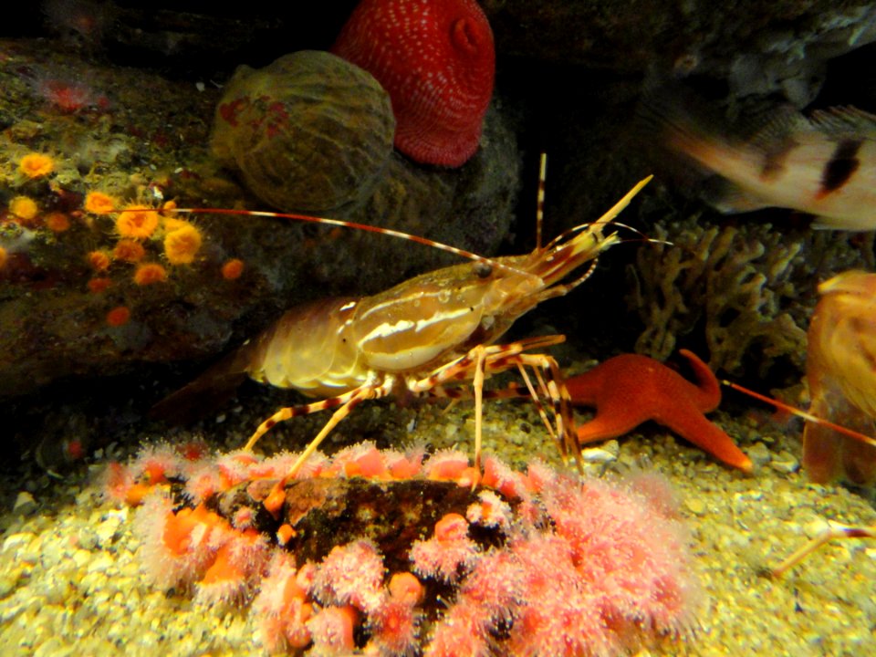Crevice dwellers - MBA - DSC06976