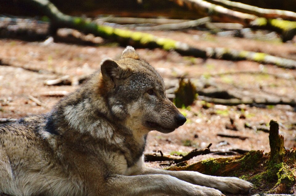 Relaxed animal wild animal