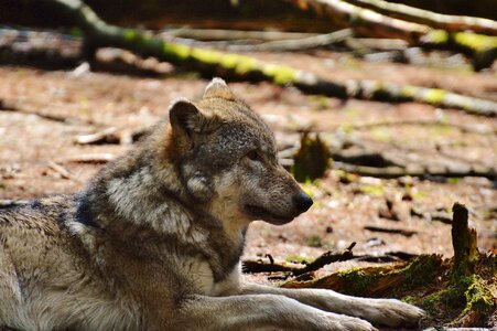 Relaxed animal wild animal
