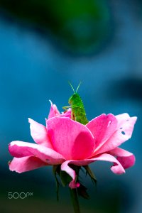 Cricket (248235645)