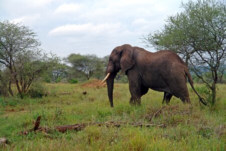 Wildlife majestic ivory