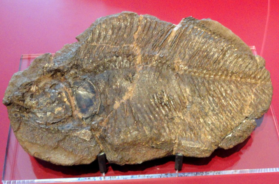 Cretophareodus alberticus, Dinosaur Provincial Park, Alberta, Canada, Late Cretaceous - Royal Ontario Museum - DSC00089