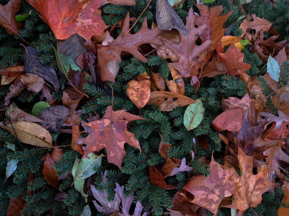 Bush evergreen fall