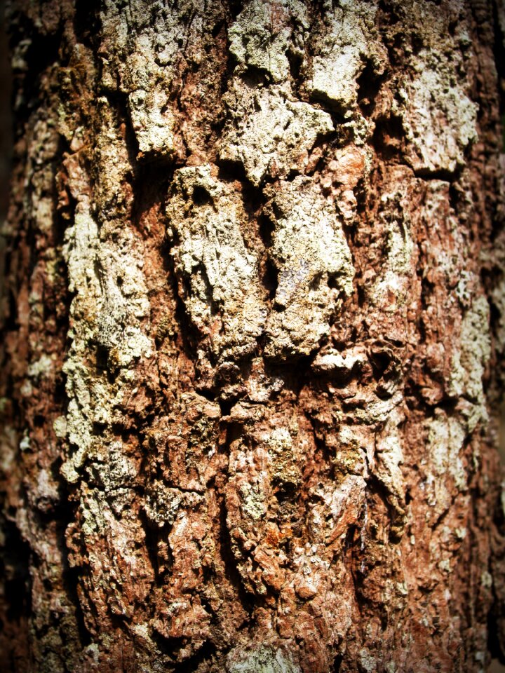Pine background abstract