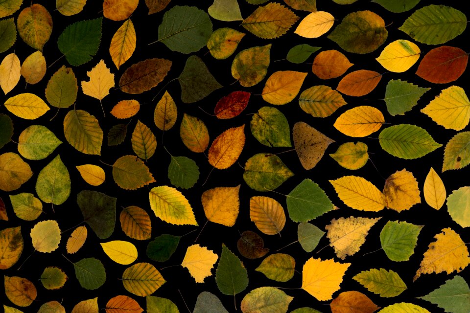 Autumn leaf autumn foliage leaf