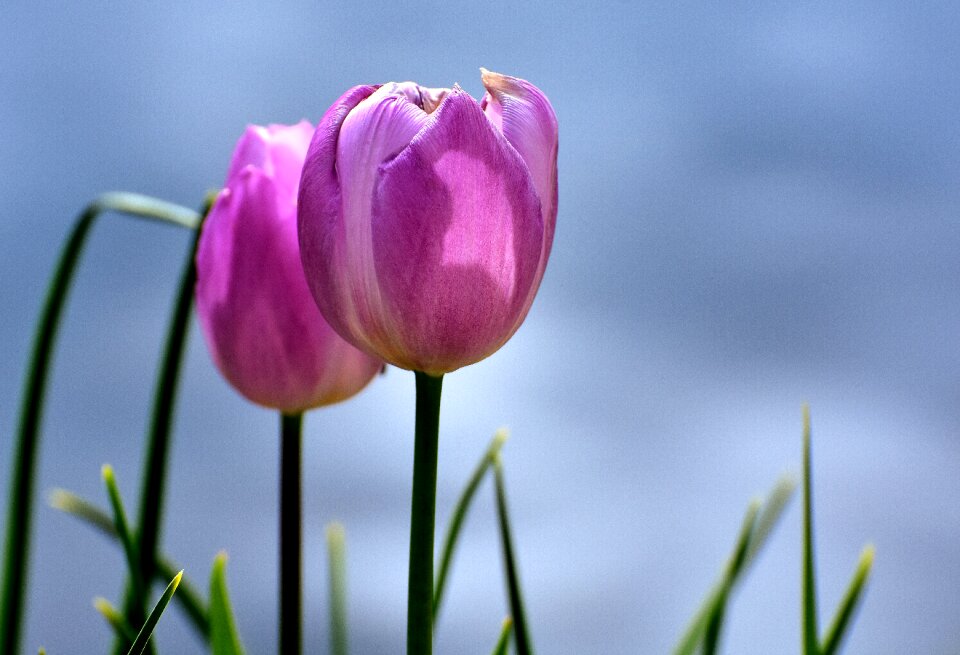 Flowers spring plant