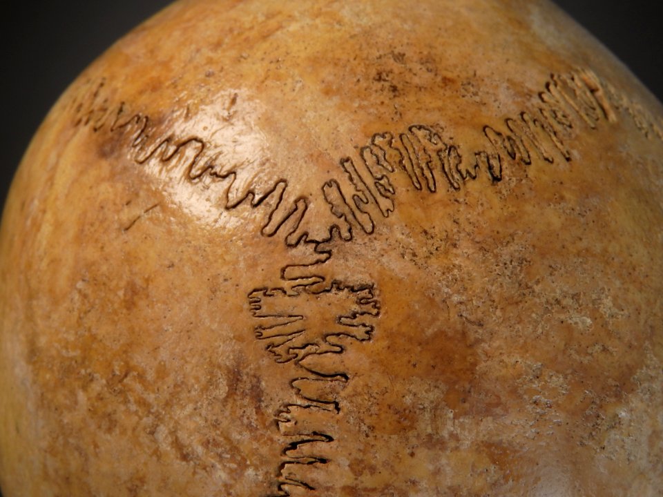 Cranium - sutura lambdoidea (lambda, detail)