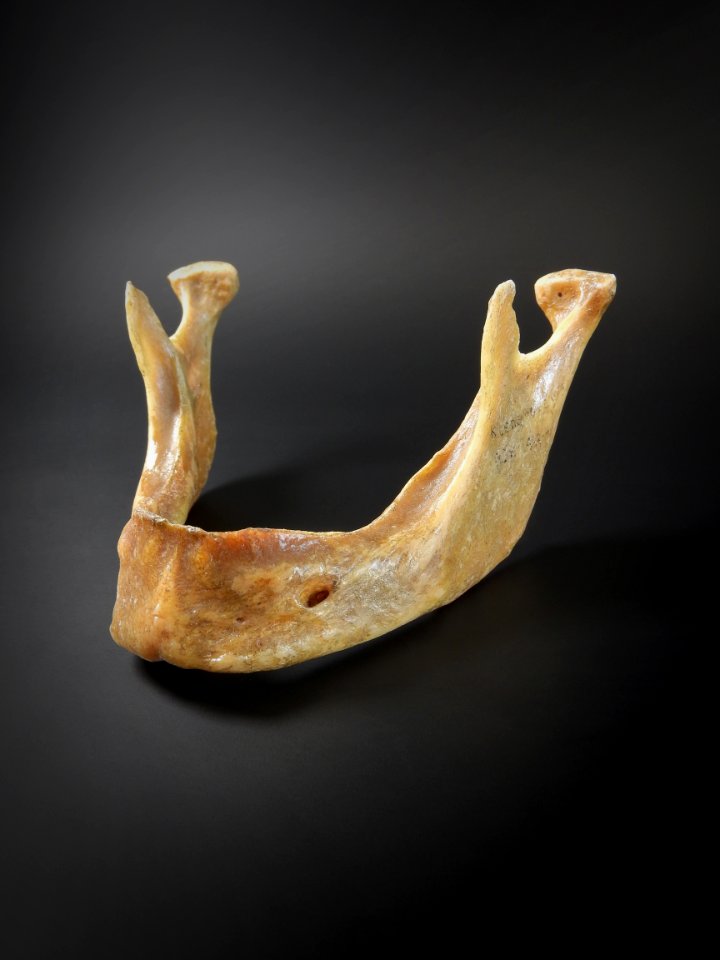 Cranium - mandibula (toothless)