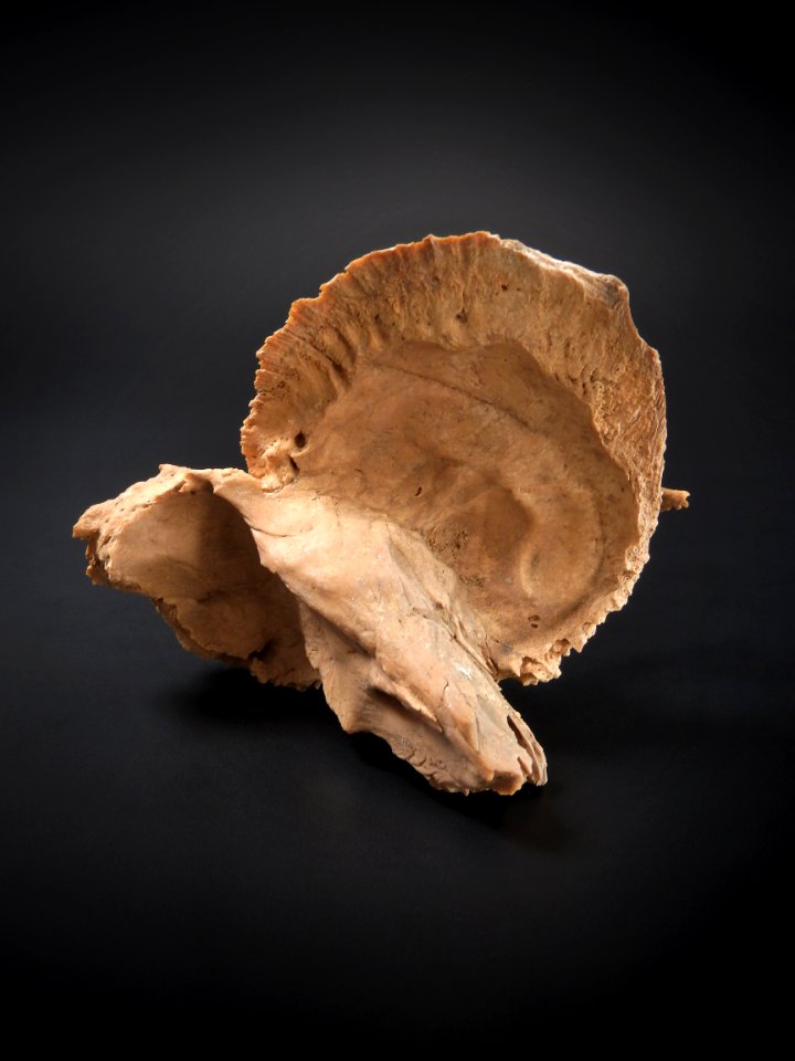 Cranium - os temporale (intra lateralis)