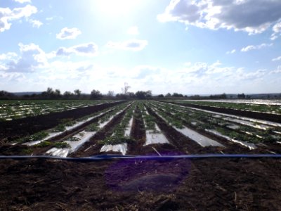 Crops at Lower Tenthill